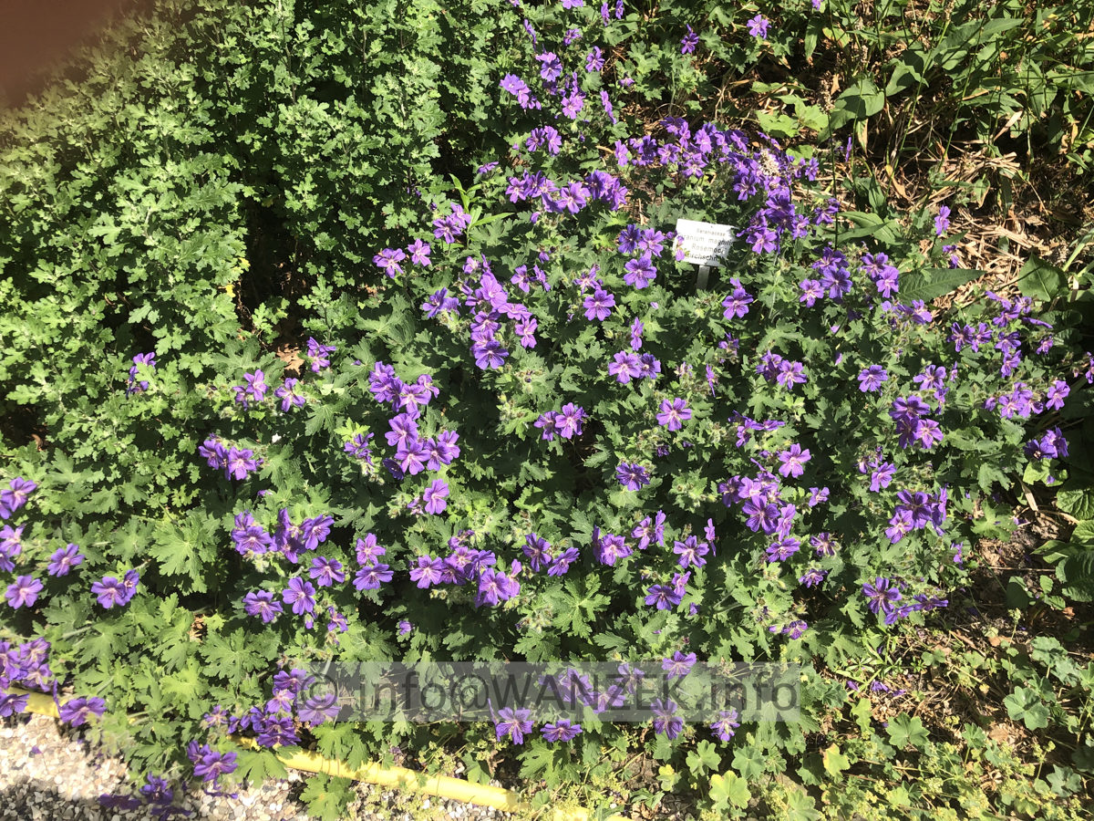 Geranium magnificum Rosemoor 03.JPG